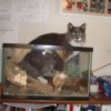 Fuzzy the cat in a reptile tank.