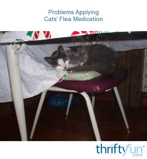 Problems Applying Cats' Flea Medication? ThriftyFun