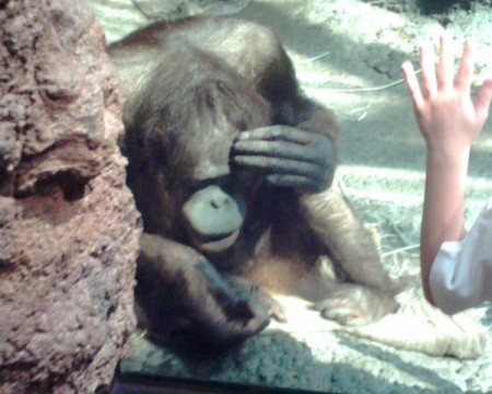 Orangutang with hand to face.