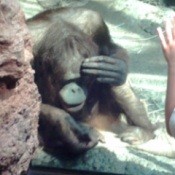 Orangutang with hand to face.