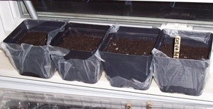 Product and Planting – Glad Press'n Seal and Seedling Progress