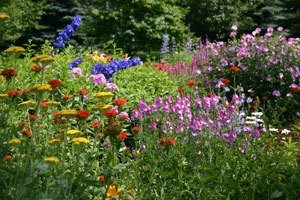 Perennial Flowers in Yard