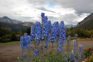 Delphinium Flowers