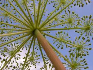 Angelica From Below