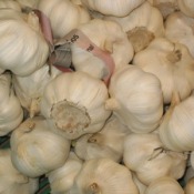 Using Garlic to Prevent Fleas