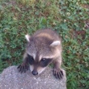 A wild raccoon looking up.