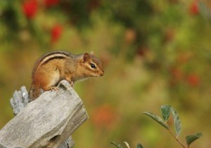 Chipmunks Eating My Tomatoes