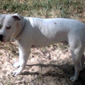 American Staffordshire