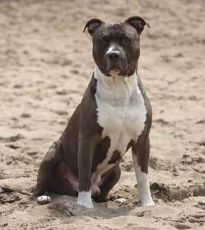 6 month old american 2024 staffy