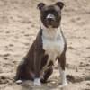 Breed Information: American Staffordshire Terrier