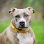 American Staffordshire Terrier