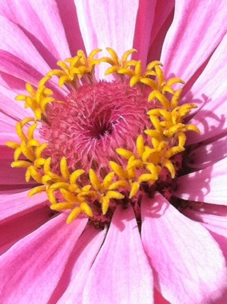 Closeup of pink daisy like flower with pink and yellow center.