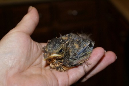 Young Thrush in person's hand.