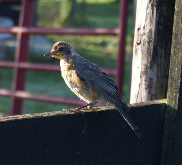 Thor sitting on a fence.