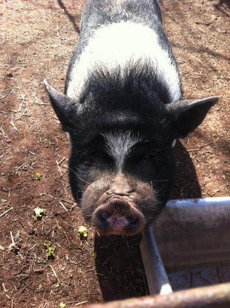 Closeup of black and white pig.