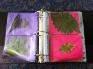 Leaves in DVD sleeves in binder, backed by colorful construction paper..