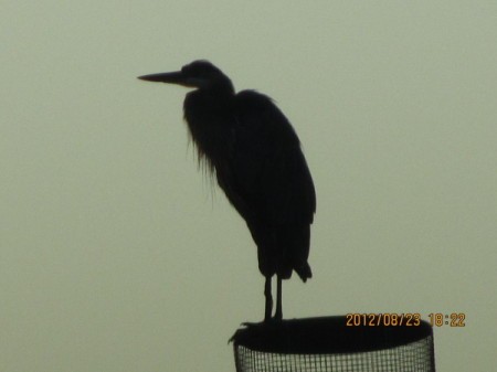 Silhouette of heron on chimney cap.