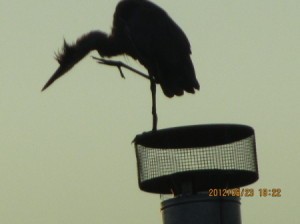 Another silhouette of heron, standing on one foot.