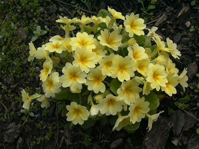 Lovely Yellow Primula (Preventing Slugs and Sow Bugs)