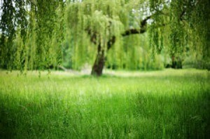 Growing a Willow From a Cutting