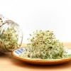 Homegrown sprouts on a kitchen table.