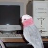 Bird sitting on computer table.