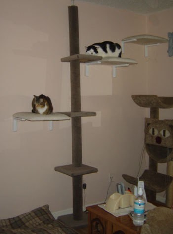 Cat tree with chair seats attached to wall.