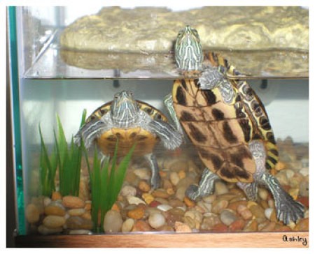 Turtles in aquarium.