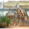 Turtles in aquarium.