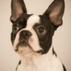 Boston Terrier - Breed Information and Photos