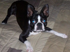 Back and white Boston Terrier