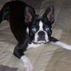 Back and white Boston Terrier