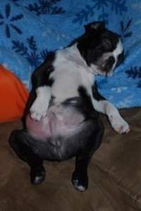 Black and white terrier puppy on back