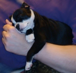 Black and white pup lying on arm.