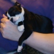 Black and white pup lying on arm.