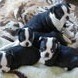 4 black and white puppies