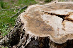 Stump Waiting for Removal