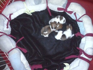 Puppies sleeping in a dog bed made from old socks.