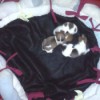 Puppies sleeping in a dog bed made from old socks.