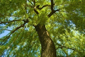 A weeping willow tree.