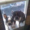 2 black and white dogs sitting on a windowsill.