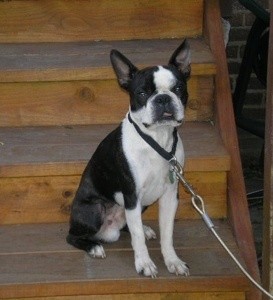 Black and white dog on wood stairs.