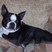 Black and white dog sitting on couch.