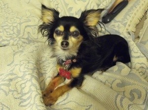 Dog on blanket.