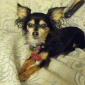 Dog on blanket.