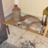 Cat sleeping near the fire.