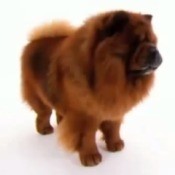 A picture of a chow chow.