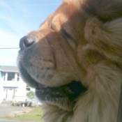 Rocco (Chow Chow)