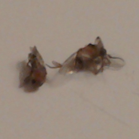 Two dead flies.