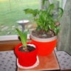 Red crochet hats decorating potted plants.